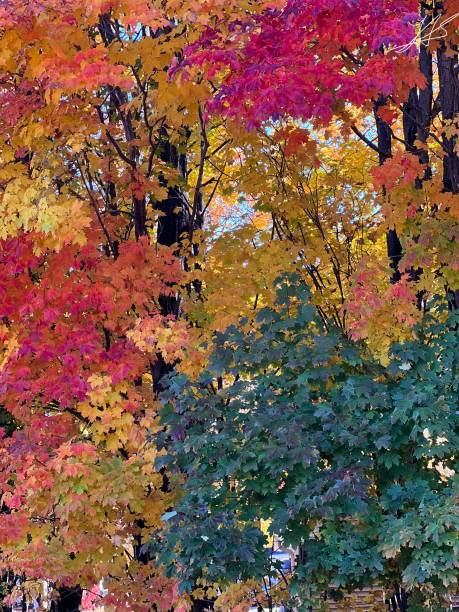 istock Colors of Autumn 1712764992