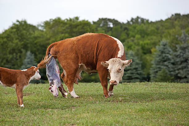 vacuno hereford parto/desprendimiento de hielo - beef cattle farm calf summer fotografías e imágenes de stock