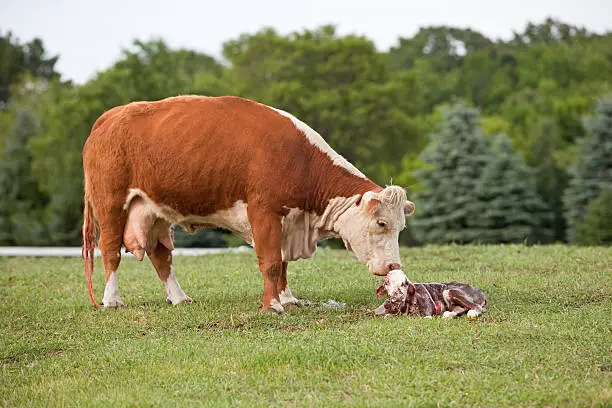 Photo of Cow & Seconds-Old Newborn Calf