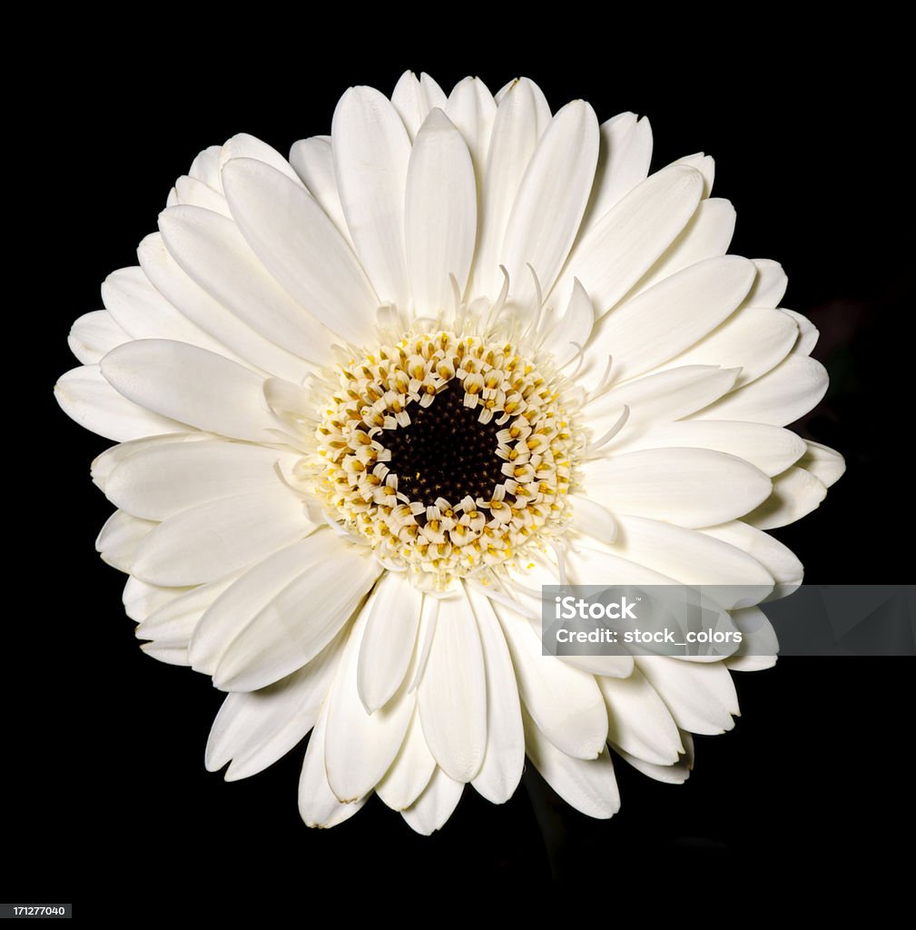 white gerbera white flower head of daisy on black background. Black Background Stock Photo