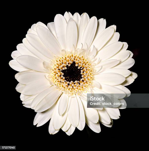 White Gerbera Stock Photo - Download Image Now - Black Background, Color Image, Daisy