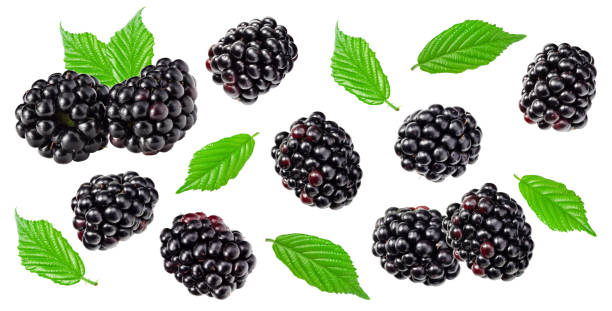 istock flying blackberries with leaves isolated on white background. clipping path 1712772267