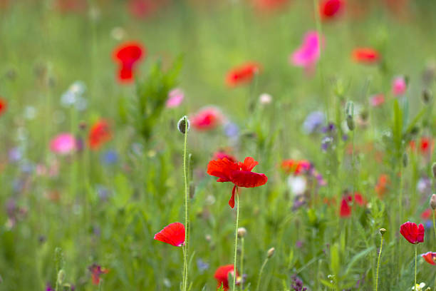 istock Red  poppy flowers 171277263