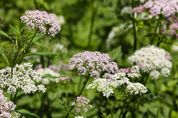 istock Achillea, Yarrow,  in meadow, Swiss Alps 171277301
