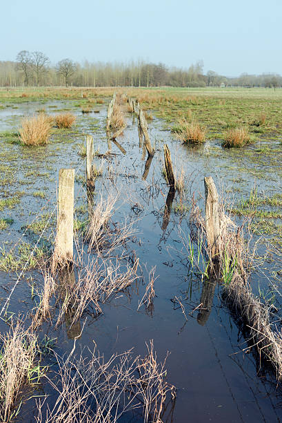 Flooded  meadow in a nature reserve,Mispeldonk,Bonheiden,Belgium.