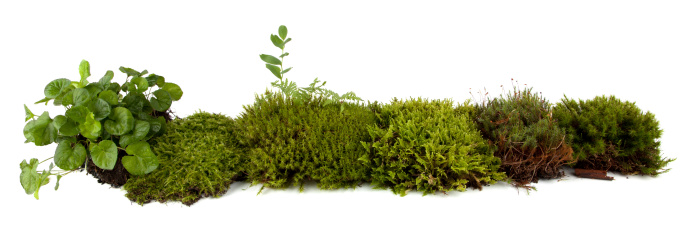 Moss collection on a white background