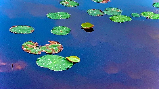 Lotus leaf group in natural water source