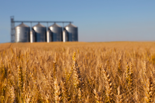 Wheat field with grain silos in the background.