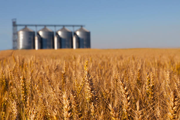 Wheat field Wheat field with grain silos in the background. silo photos stock pictures, royalty-free photos & images