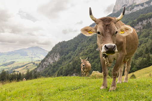 Cow and the Swiss Alps