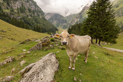 Cow and the Swiss Alps