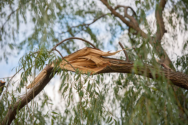 storm danneggiato salice ramo - tree broken branch dividing foto e immagini stock