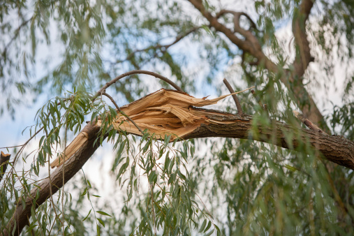 storm damaged willow tree branch