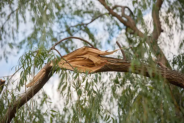 Photo of storm damaged willow tree branch