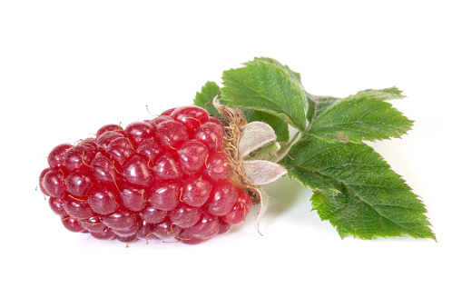 Red blackberry. Tayberry isolated on white background. Tayberry is hybrid between raspberry and blackberry.