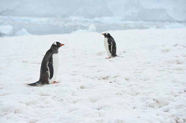 두 펭귄즈 - bird black penguin gentoo penguin 뉴스 사진 이미지