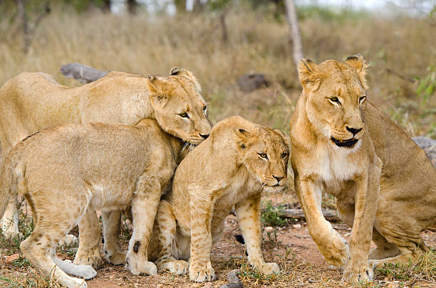 istock Lion Pride - South Africa 171278046