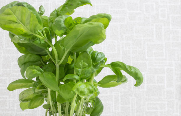 istock green fresh basil close-up on a white wall background 1712781499