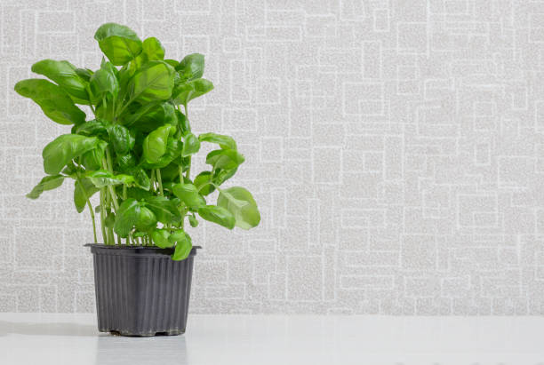 istock A bunch of fresh basil growing in a pot on the table 1712781505