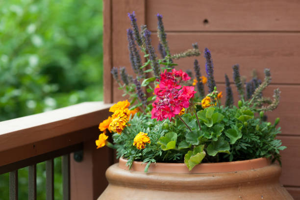 istock Planter of Flowers 171278324