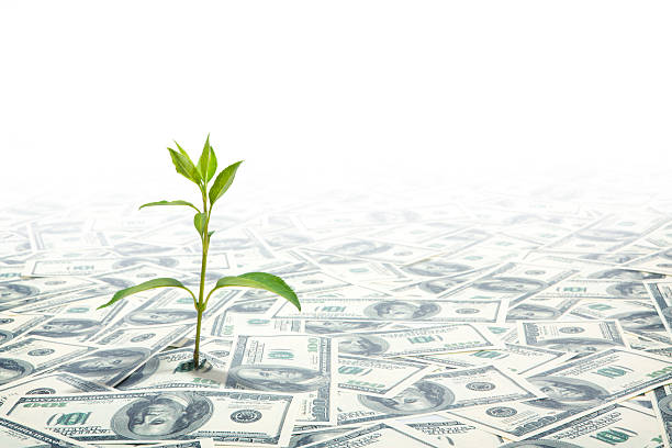 istock Small Green Plant Growing on the Field of Dollars Notes. 171278372
