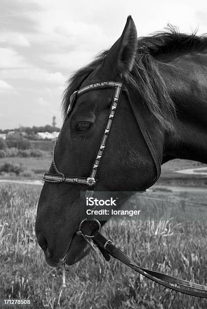 Black Horses Head Stock Photo - Download Image Now - Animal, Black And White, Black Color