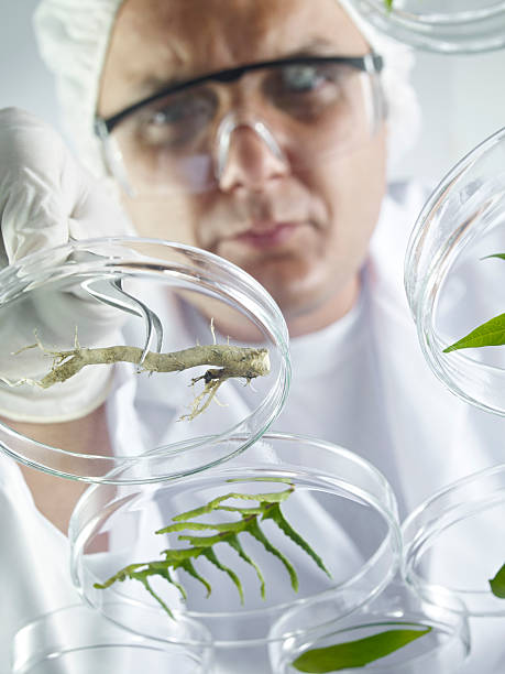 istock Scientist Examining Petri Dishes 171278545
