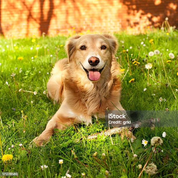 Cane Felice - Fotografie stock e altre immagini di Cane - Cane, Erba, Felicità