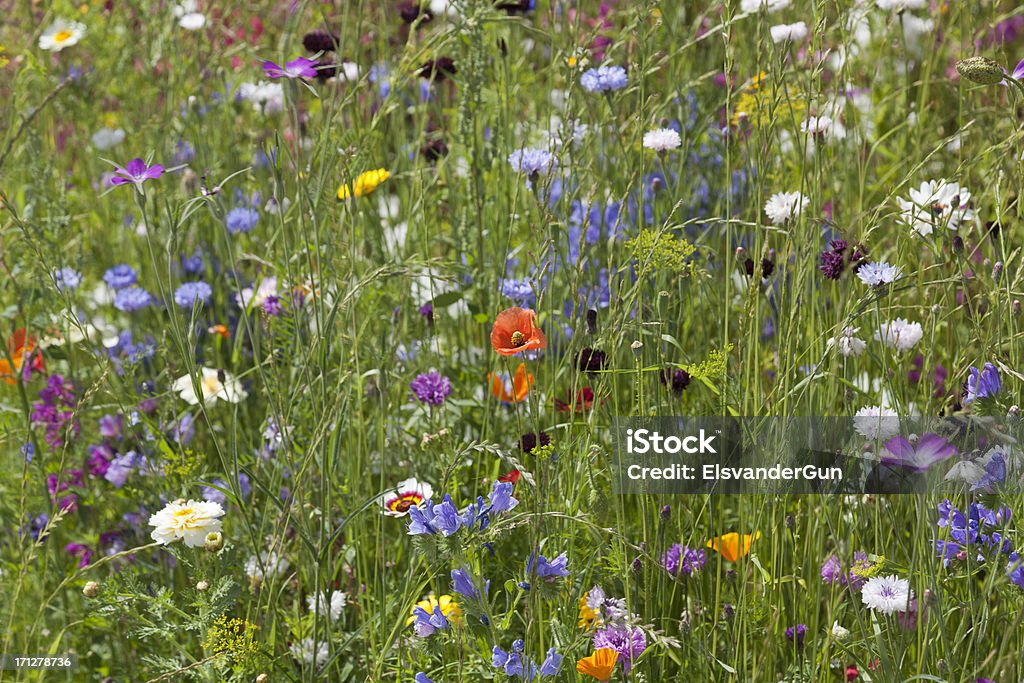 wild Blume Feld - Lizenzfrei Bildhintergrund Stock-Foto