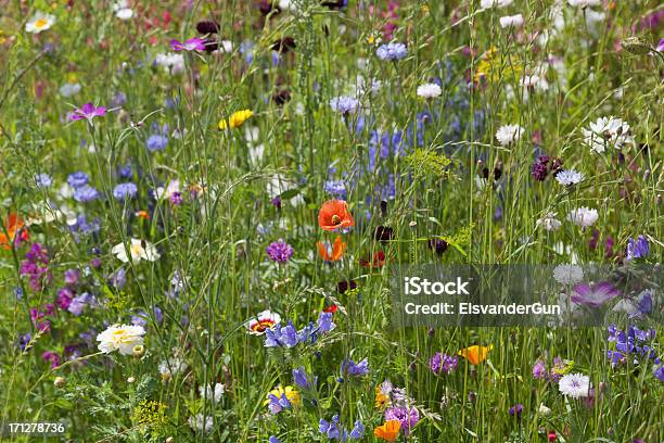 Wild Blume Feld Stockfoto und mehr Bilder von Bildhintergrund - Bildhintergrund, Bildschärfe, Blau