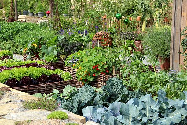 ziół i warzyw - bibb lettuce zdjęcia i obrazy z banku zdjęć