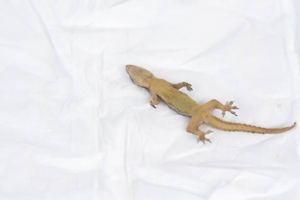 istock Common house gecko ( H. platyurus ) died. dead lizard or gecko isolated on white background 1712791186