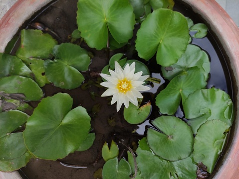 Beautiful water lily in a water pot