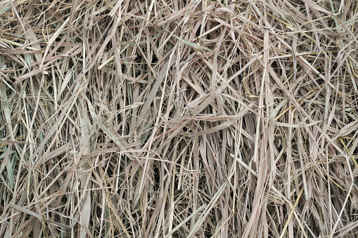 Dry harvest of hay from forbs. Cut and dried grass. Brown dry straw made from wheat, barley or rye. Harvest in autumn. Feed for farm animals. Beveled dry stems and twigs close up. Top view.