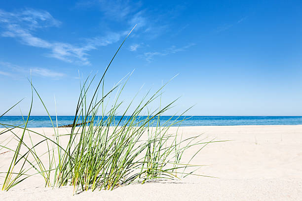 playa perfecta - dunas de arena y el mar - clear sky nobody blade of grass summer fotografías e imágenes de stock