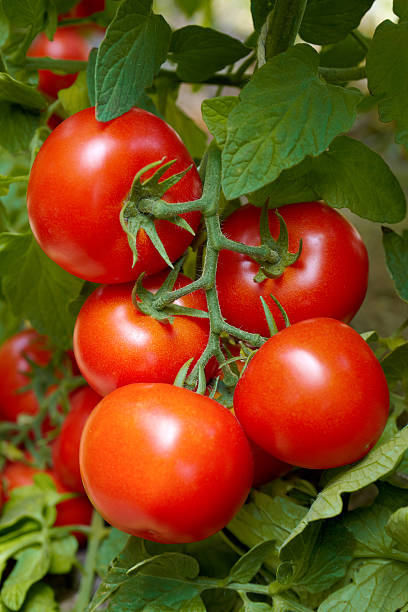 Tomatoes http://www.istockphoto.com/file_thumbview/19138792  tomato plant photos stock pictures, royalty-free photos & images