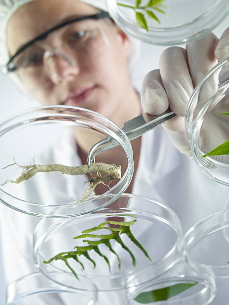 istock Scientist Examining Petri Dishes 171279599