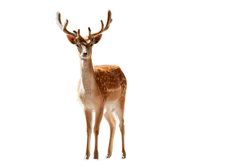 Young beautiful deer with antlers standing alone looking into the camera, without background