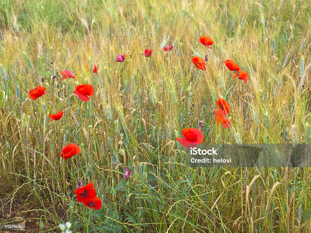 Poppys dans le champ de blé mûr - Photo de Agriculture libre de droits