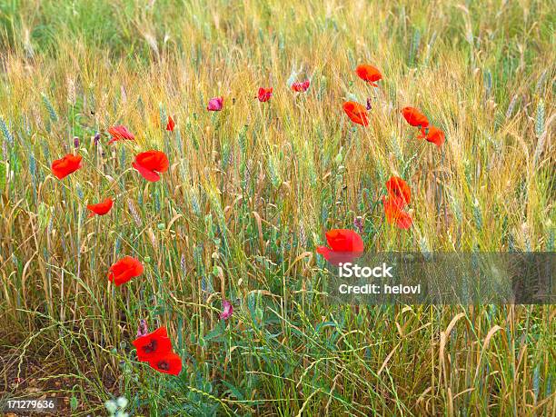 Poppys В Спелые Пшеничное Поле — стоковые фотографии и другие картинки Без людей - Без людей, Весна, Горизонтальный