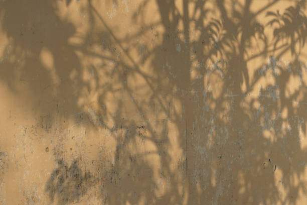 istock The sun's rays pass between the leaves and leave sunbeam spots. Calm soft summer background. natural shadow pattern 1712796677