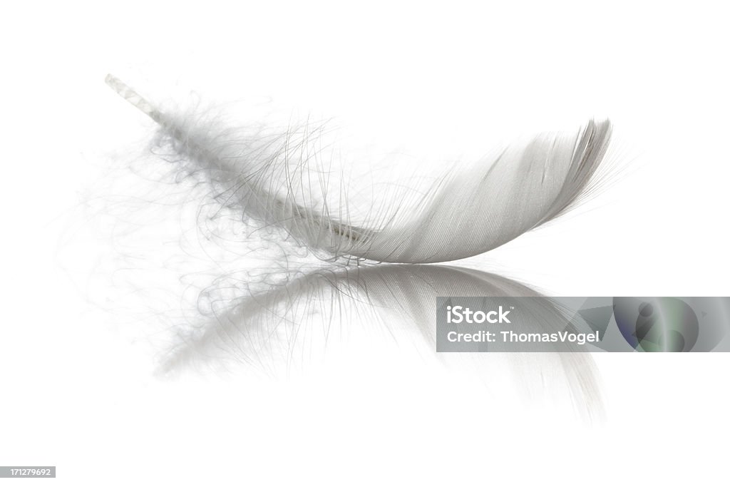 Oiseau en plumes - Photo de Plume libre de droits