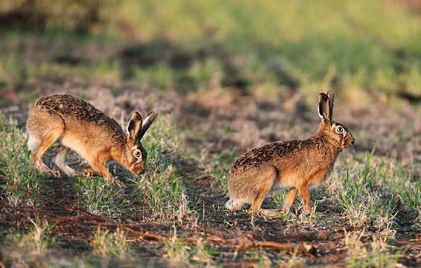 istock Brace Of Hares 171279820