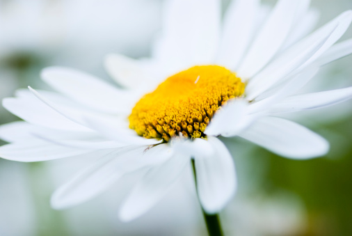 Beautiful white daisy closeup with very shallow focus and natural bokeh background in a fine morningPlease see my other flower images in the below light box for more options: