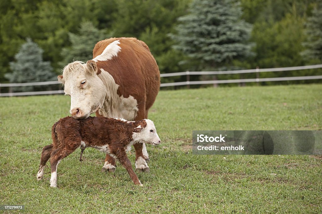 Vache de Hereford et son nouveau-né en vachette - Photo de Animal nouveau-né libre de droits
