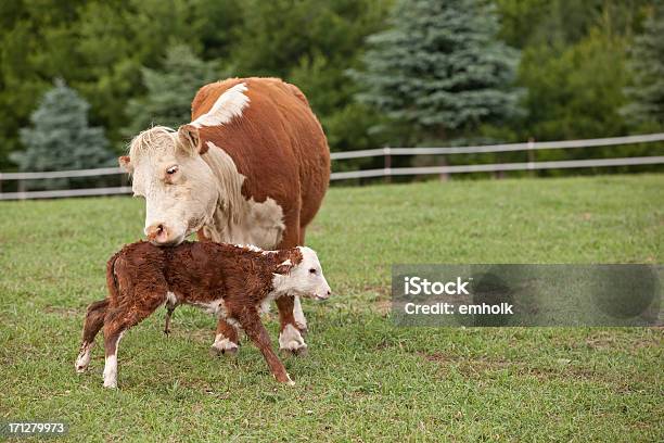 Foto de Hereford Vaca E Seu Filhote De Recémnascido e mais fotos de stock de Animal recém-nascido - Animal recém-nascido, Bezerro, Ficar de Pé