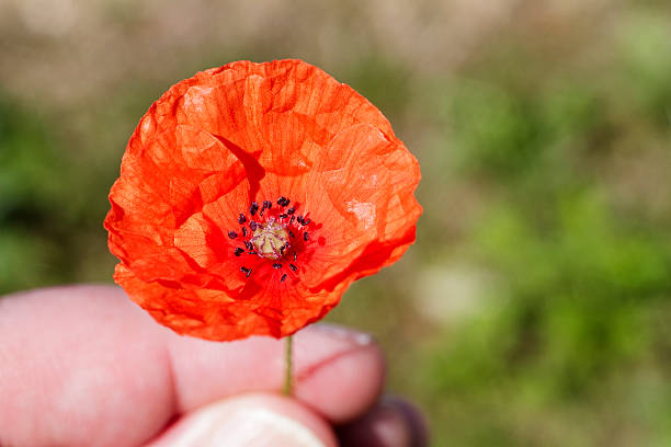 istock Red long-headed poppy Papaver dubium held in fingers 171280139