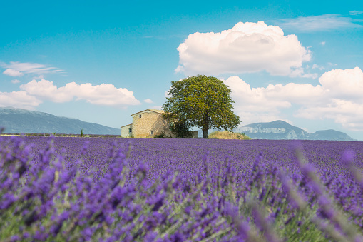 Valensole village and lavender flowers field. Blurry lavender in the foreground. Plateau de Valendsole, Provence region, France, Europe