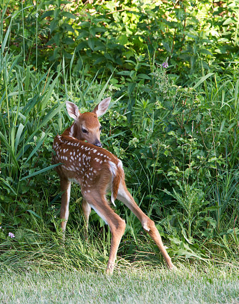 Fawn stock photo