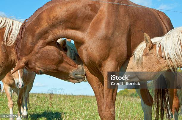 Neugierig Pferde Stockfoto und mehr Bilder von Agrarbetrieb - Agrarbetrieb, Anhöhe, Bevölkerungsexplosion
